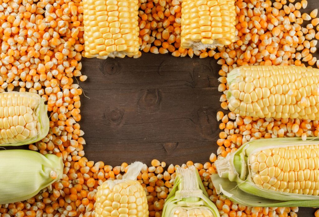 Yellow maize grain exported from Pakistan by Pak Agro Foods
