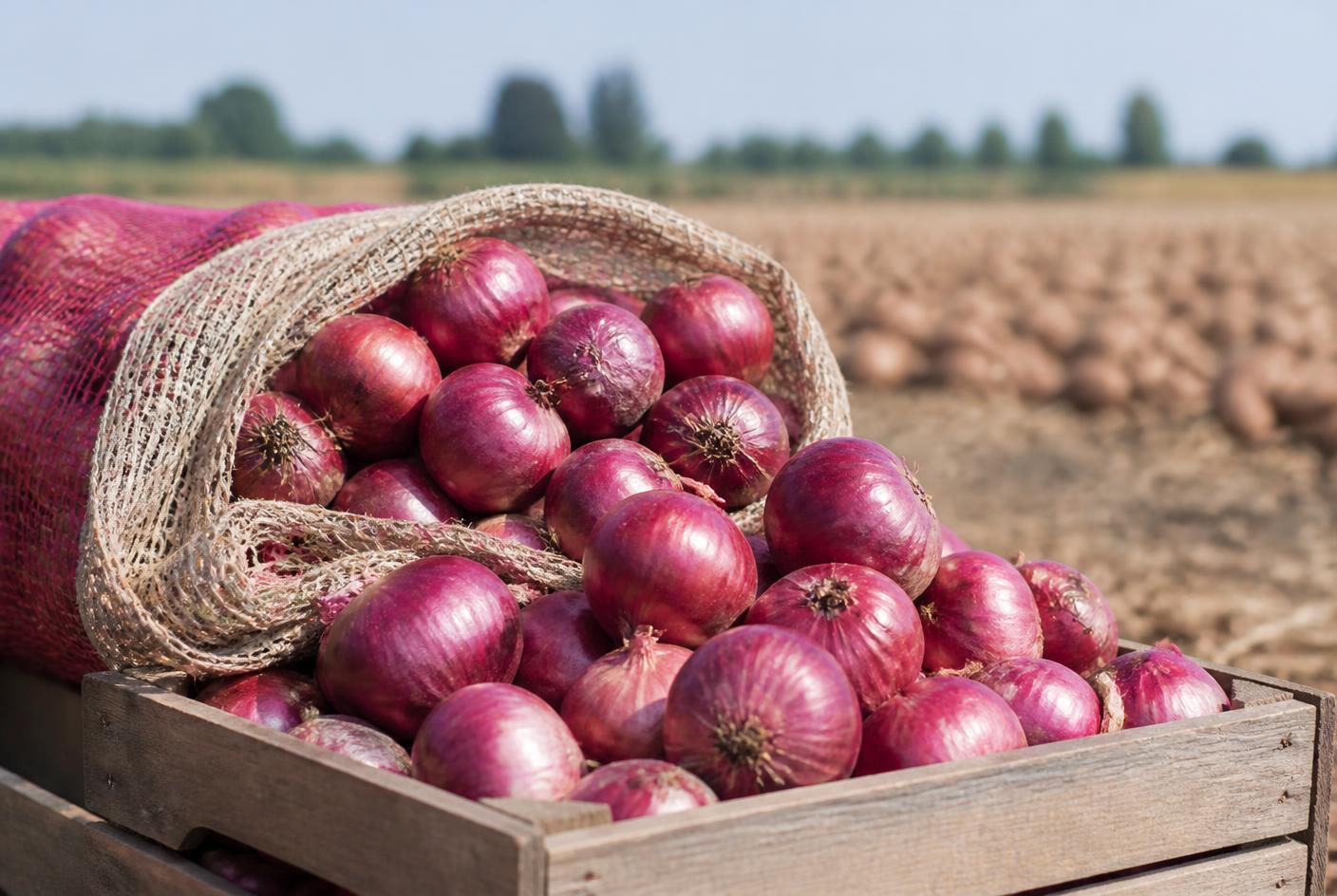 Fresh onions representative of the produce Pak Agro Foods exports